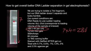 How to achieve good separation of leader bands in gel electrophoresis [upl. by Standush280]