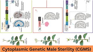 CGMS cytoplasmic genetic male sterility [upl. by Etnuahs623]