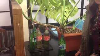 How to Root Monstera deliciosa in a Bottle [upl. by Lait]