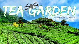 MARGARETS DECKDARJEELINGTEA GARDEN RELAXING CINEMATIC VIEW [upl. by Ladnar211]