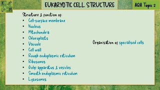 Eukaryotic Cell Structure  AQA A level Biology Topic 2 [upl. by Mandi]