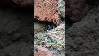 Labalaba PredatorPelompat biggest spider shorts shortvideo animals hewan explore [upl. by Boothe]