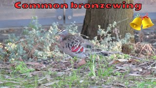 A common bronzewing pigeon and musical ringing bells [upl. by Erma]