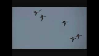 Oiseaux en vol le Canard piletwmv [upl. by Tam]