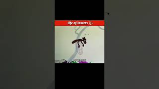 Life of insects ytshorts cartoon animation animation story amazingfacts kahani viralshort [upl. by Silbahc]