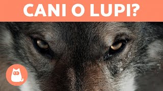 10 RAZZE DI CANI che sembrano LUPI 🐺 Scoprile [upl. by Prochora871]