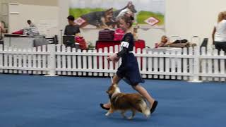 VDH Shelties vom Ponyhügel Carolin zeigt T im Juniorhandling Hannover 300618 [upl. by Violet]