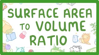 GCSE Biology  Surface Area to Volume Ratio [upl. by Honeywell]