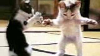 funny cat dancing LoL Hahaha [upl. by Oneil]