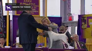 Fox Terriers Smooth  Breed Judging 2019 [upl. by Sadnak276]