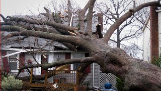 Crazy Tree Felling Fails  Tree Falls onto Houses and Trucks [upl. by Anerak]