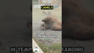 Camel Facts That Will Blow Your Mind 🐫💧camels viralvideo camellife shorts Unleashedai24 [upl. by Ennadroj]