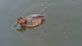 common pochard and flight geese [upl. by Pierette]