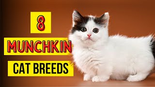 8 Munchkin Cat Breeds [upl. by Durkee174]