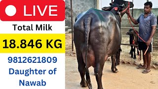 Live Final Milking 🔴 Sangwan Dairy Farm Ombir Pandwan🚧Daughter of Nawab HSB  1st Timer Top Class [upl. by Mirielle]