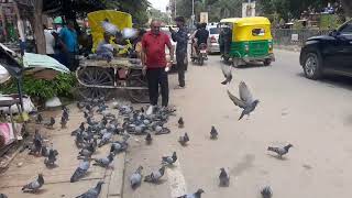 The Rise of the Kabootar pigeons Lovers A journey through the pigeonloving community in India [upl. by Anauqed]