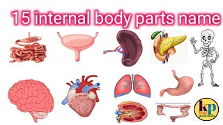 15 internal body parts Hindi and Englishwith pictureorgans vocabulary [upl. by Haroun]