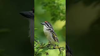 THE REDFRONTED TINKERBIRD Pogoniulus pusillus [upl. by Ragen]