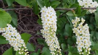 Noxious or Native Common buckthorn Rhamnus cathartica and Chokecherry Prunus virginiana [upl. by Haidadej]