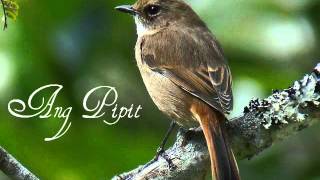 Ang Pipit Filipino Folk Song [upl. by Annerb]