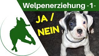 Welpenerziehung Teil 1  JA  NEIN amp anschauen üben [upl. by Liberati]