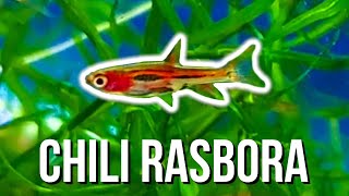 CHILI RASBORA CARE – Best Tiny Fish for 5Gallon Tanks [upl. by Reisch]