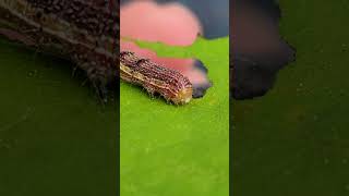 Caterpillar Eating a Leaf Up Close fyp foryou [upl. by Brandt203]