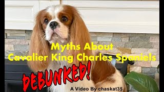 Myths About Cavalier King Charles Spaniels  Debunked [upl. by Portland]