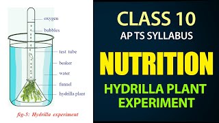 Nutrition  Hydrilla Plant Experiment  AP amp TS syllabus  Class 10th Biology chapter1 [upl. by Sillek]