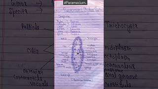 Paramecium  phylum protozoa bsc ✍️✍️biology 🔥short [upl. by Rahman]