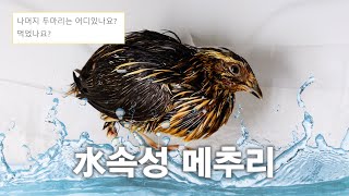 이마트x다이소 메추리 오남매 근황 남자셋 여자하나 개폭망 [upl. by Anoif100]