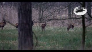 Red deer hunting in February  exciting stalk [upl. by Ayidan731]