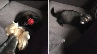 Ferret steals dogs favorite toy dog steals it right back Shorts [upl. by Ofelia]