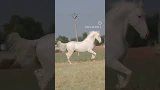 kd horse lover horse marwadi katadata [upl. by Aikcir]