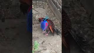 Tragopan Pheasant Male Drumming amp Mating Call [upl. by Omrelliug628]