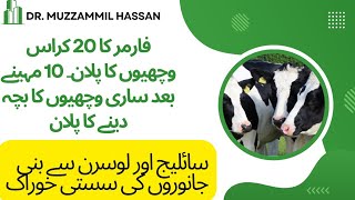 20 heifer milking business plan II silsge aur lucerne ki khoraak II Pregnancy information in cattle [upl. by Maddi]