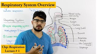 Human Respiratory system Diagram colour Drawing  Easy labelled science project poster chart making [upl. by Aneert]