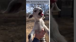 Baby Screaming Goat this goat is a screamer [upl. by Honor]