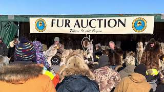 Fur Auction at Rondy [upl. by Foote]