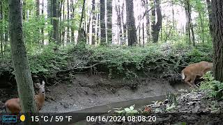 Michigan Trail Cam Camera 2 June 2024 [upl. by Aidyl95]