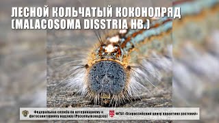 Лесной кольчатый коконопряд Malacosoma disstria Hb [upl. by Gasparo]