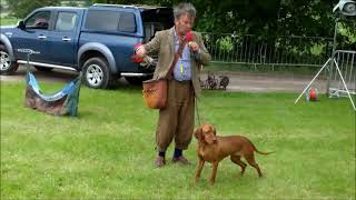 Pointer  Gun Dog  field fieldsports dog dogs [upl. by Timothee]