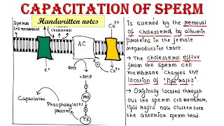 Capacitation of sperm  Developmental Biology [upl. by Aetnahs]