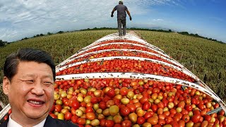 Chinese Engineer Creates An Advanced Tomato Harvester With Impressive Working Efficiency [upl. by Kacey]