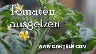 Tomaten ausgeizen  Tipps vom Gärtner [upl. by Trilbee661]