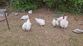 15 weeks old Cornish cross scratching [upl. by Whalen557]