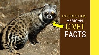 African Civet facts Amazing facts of African Civet baby pet cat [upl. by Miarzim199]