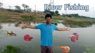 River fishing  Catching rare shrimps guppy and blackline rasbora fish using aquarium net in Tamil [upl. by Clancy]