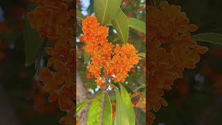 Sweet osmanthus flowers fall on the earth filling the tree with fragrance as autumn approaches [upl. by Emawk]