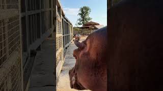 Big Fat Who messed with my child again Little Hippo Wild Animals Closeup Zoo [upl. by Yolane91]